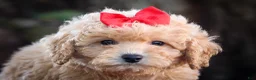 Bichpoo dogs for sale: Nixie🩷  - Ad 2