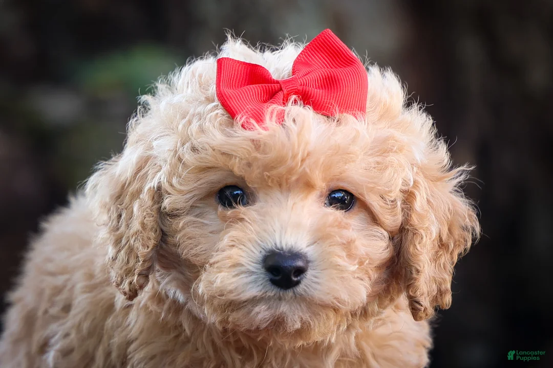 Bichpoo dogs for sale: Nixie🩷  - Ad 2