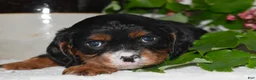 Cavalier King Charles Spaniel dogs for sale: Cavalier King Charles Spaniel 1 - Ad 7