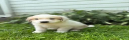 Great Pyrenees dogs for sale: Clark - Ad 13