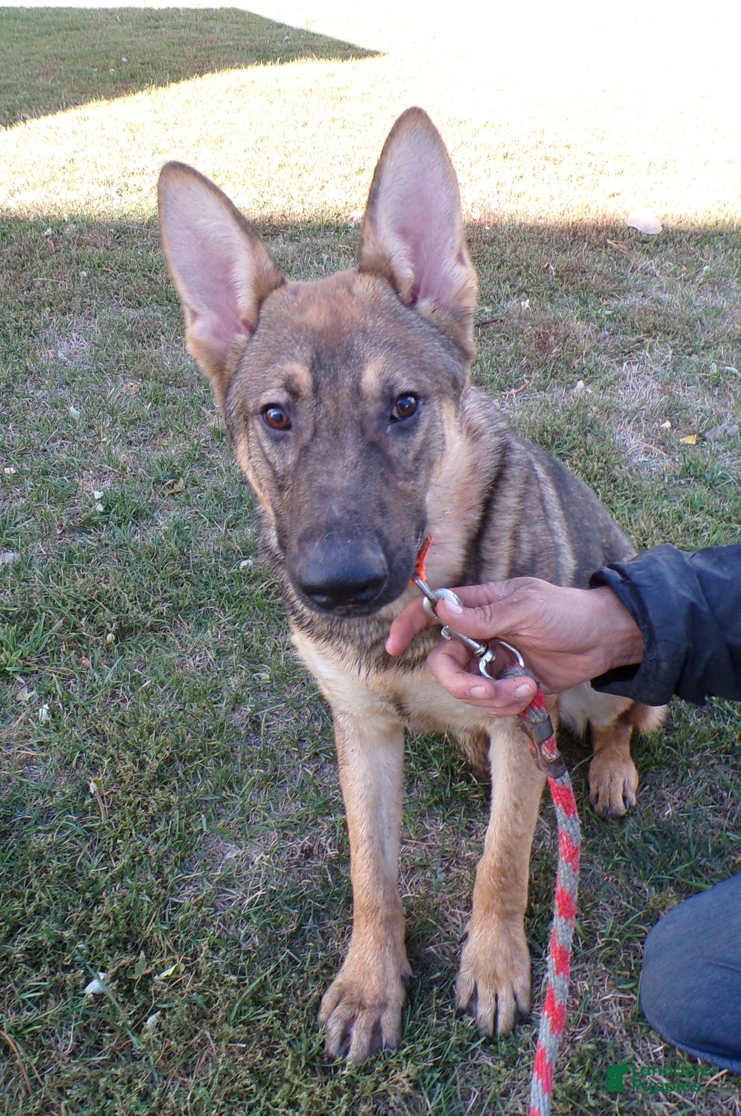 German Shepherd dogs for sale: German Shepherd Puppy 1 Smoke - Ad 10