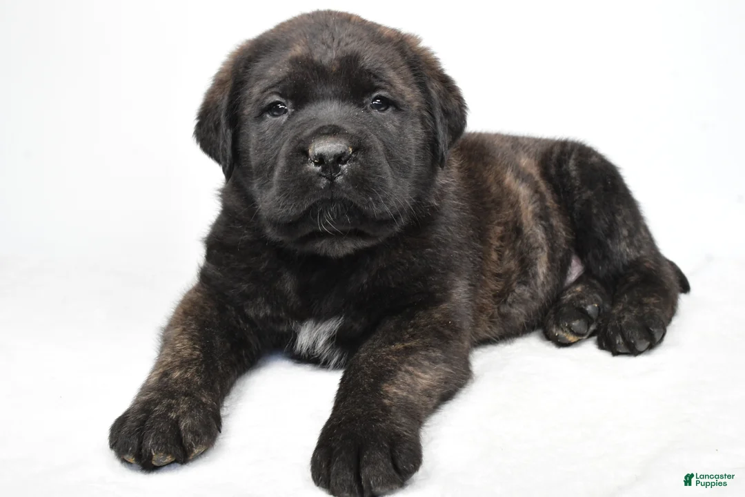 English Mastiff dogs for sale: Boxer - Ad 5