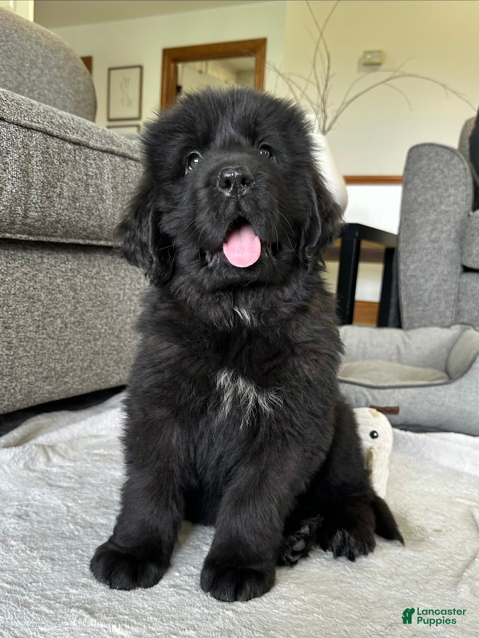 Newfoundland dogs “ Ella” OFA,CH,AKC  - Ad 1