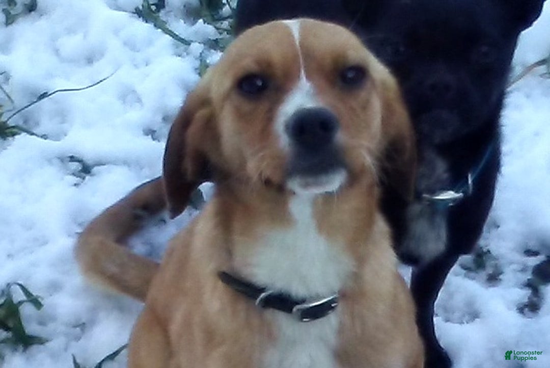 Mixed Breed dogs for sale:  Sheila - Ad 10