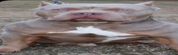 American Bully dogs for sale: American Bully 2 - Ad 5