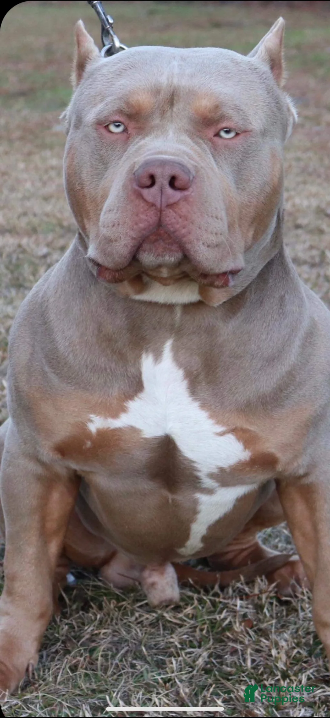 American Bully dogs for sale: American Bully 2 - Ad 5