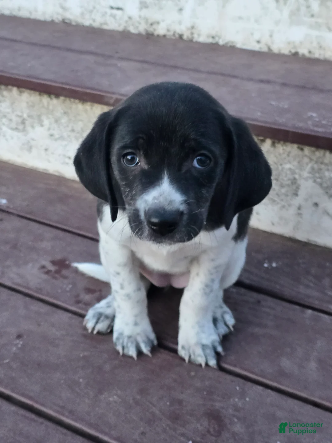 Other breed dogs for sale: Snuggles - Ad 5