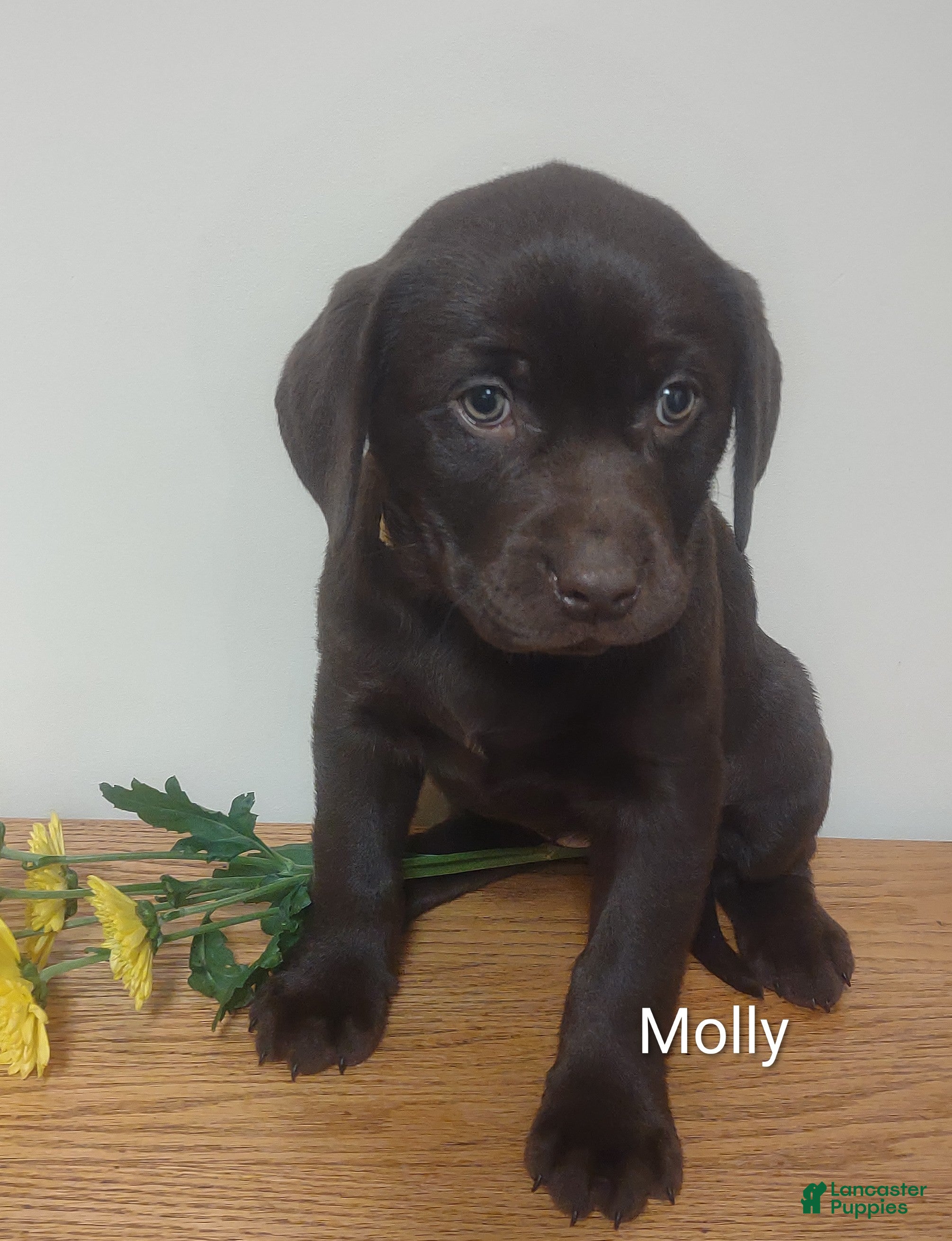 Labrador Retriever dogs Molly - Ad 1