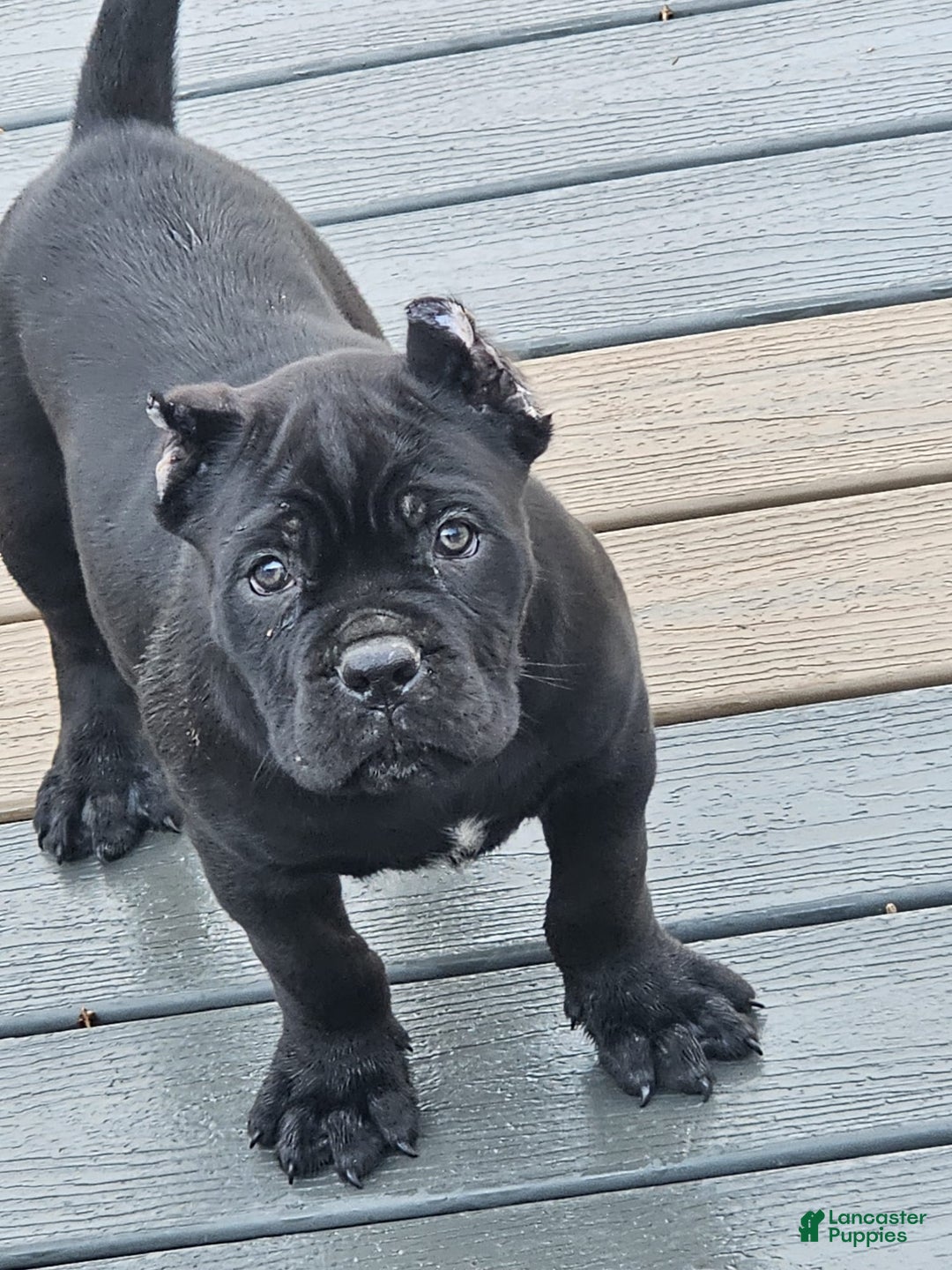 Cane Corso dogs for sale: ZEUS - Ad 3