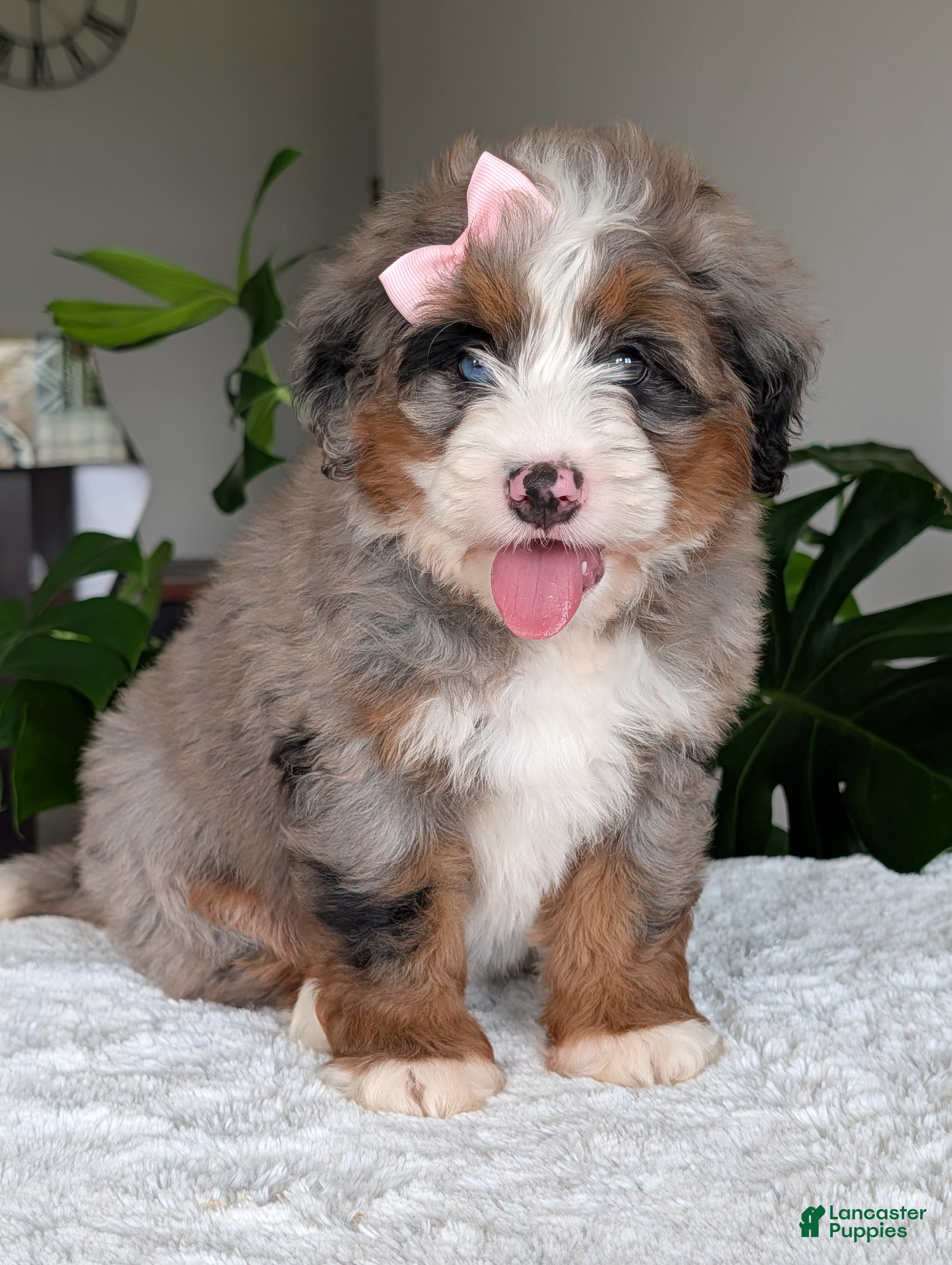Mini Bernedoodle dogs Mini Ivy - Ad 1