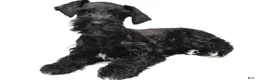 Schnoodle dogs for sale: Emma - Ad 3