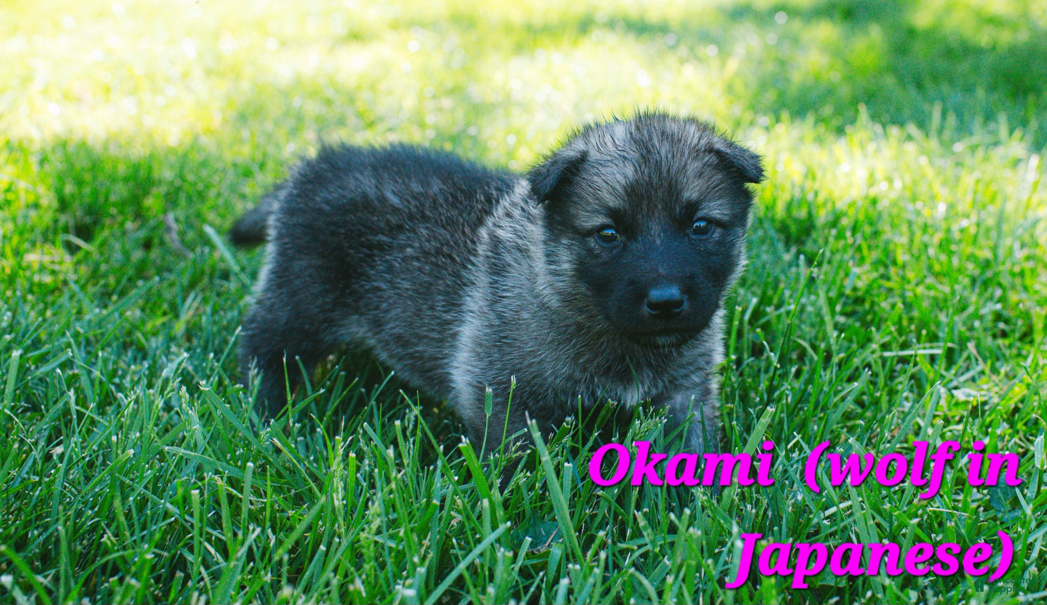 Mixed Breed dogs Okami - Ad 28