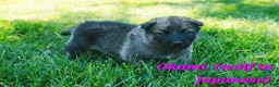 Mixed Breed dogs for sale: Okami - Ad 1