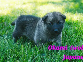 Mixed Breed dogs Okami - Ad 28