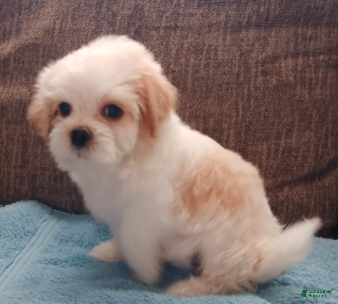 Teddy Bear dogs Toby - Ad 1