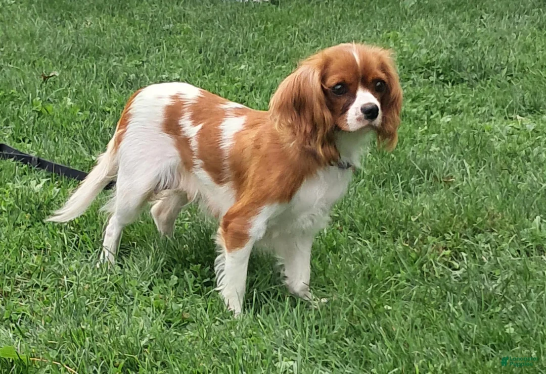 Cavalier King Charles Spaniel dogs for sale: JACK - Ad 7