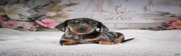 Miniature Dachshund dogs for sale: AKC-Marco - Ad 4