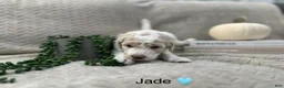 Goldendoodle dogs for sale: Jade 🩵 - Ad 19