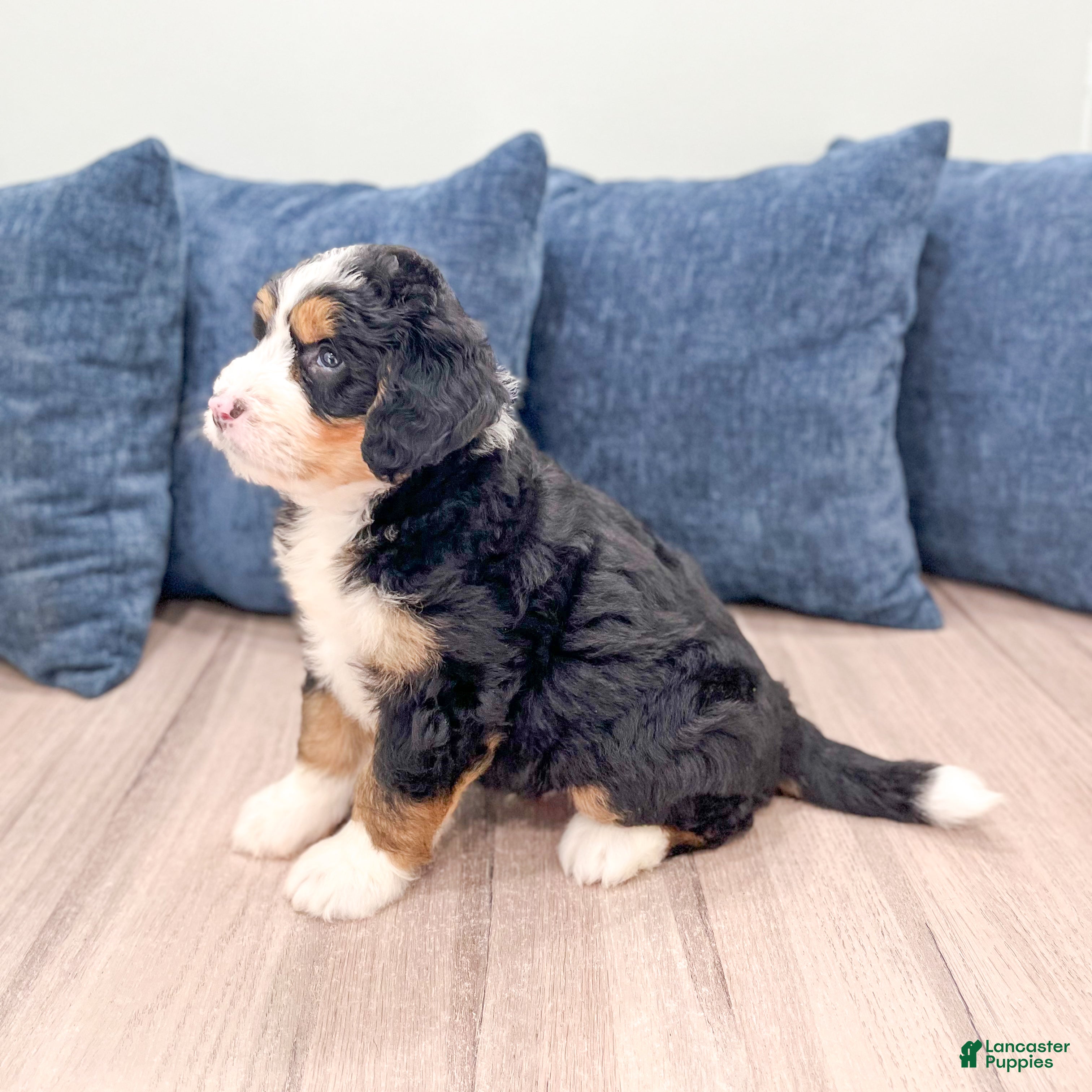Mini Bernedoodle dogs for sale: Archie - Ad 4
