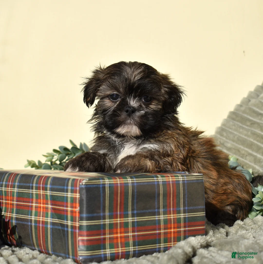 Shih Tzu dogs for sale: Bently - Ad 4