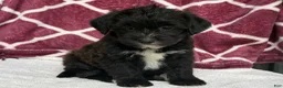 Yochon dogs for sale: Bear - Ad 3