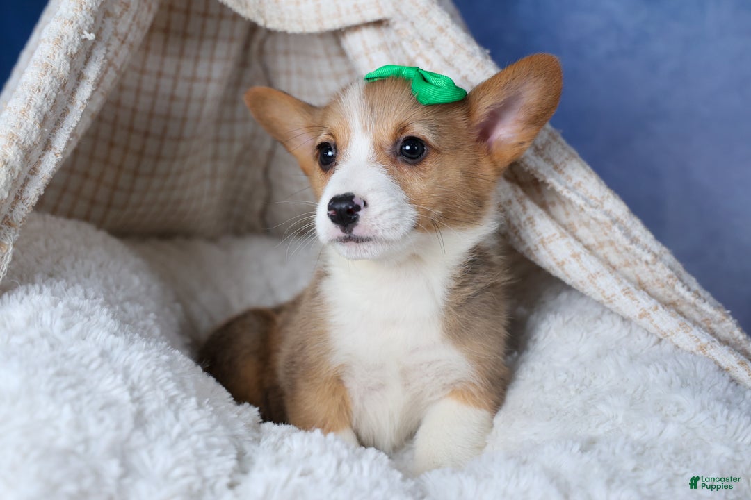 Welsh Corgi Pembroke dogs for sale: Mario - Ad 17
