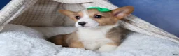 Welsh Corgi Pembroke dogs for sale: Mario - Ad 26