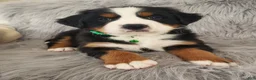 Bernese Mountain Dog dogs for sale: Maverick-Health Tested Parents - Ad 3