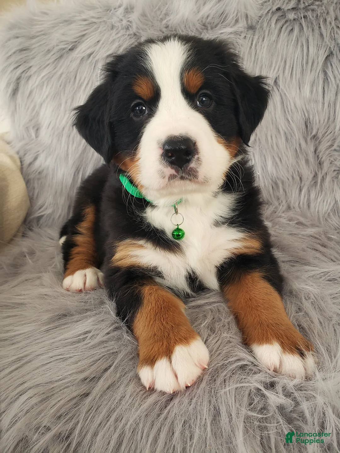 Bernese Mountain Dog dogs for sale: Maverick-Health Tested Parents - Ad 3