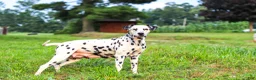 Dalmatian dogs for sale: Tom - Ad 6