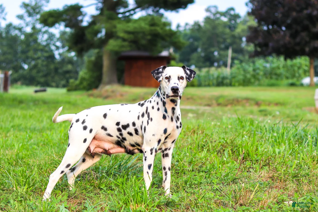 Dalmatian dogs for sale: Tom - Ad 6