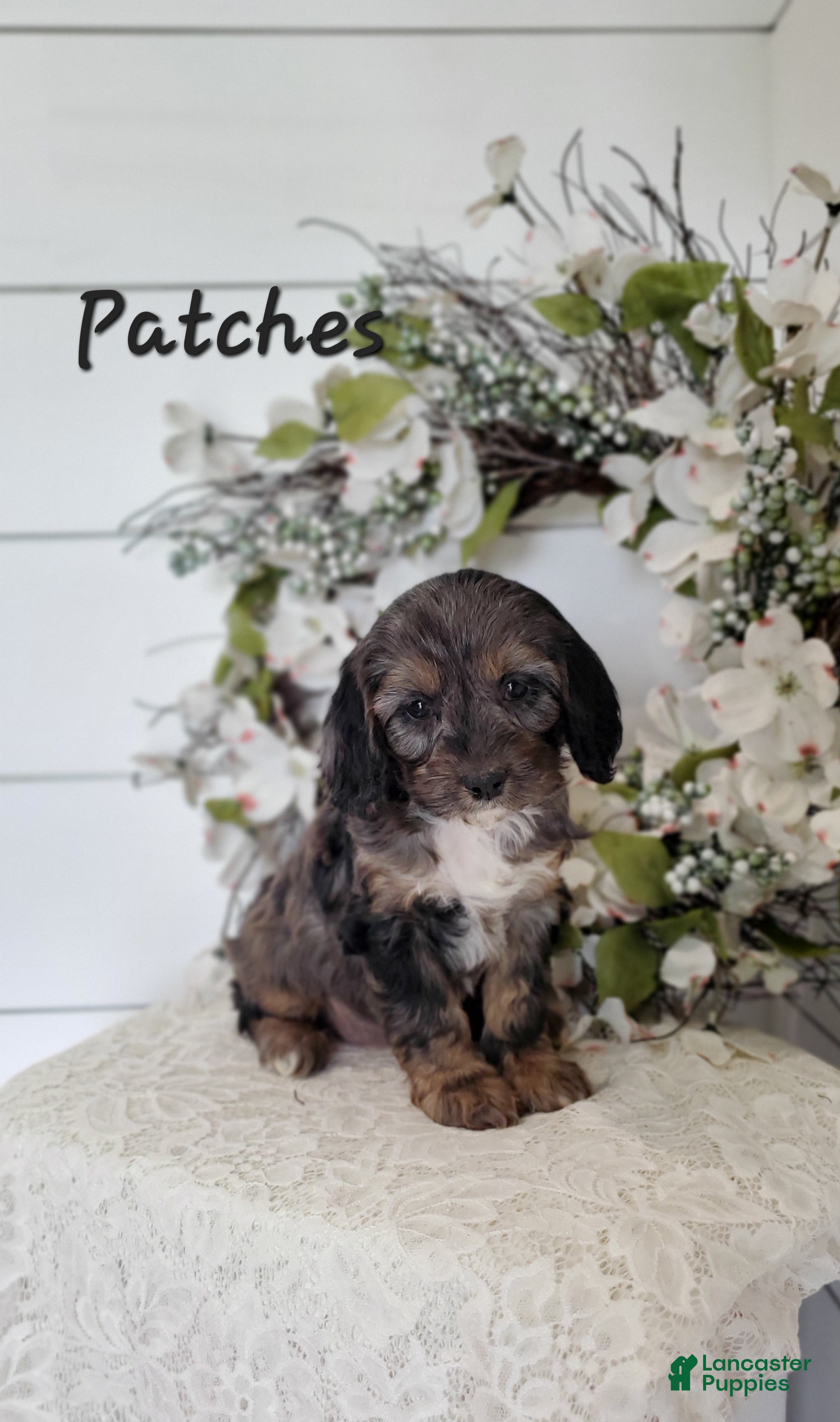 Cavapoo dogs Patches  - Ad 12