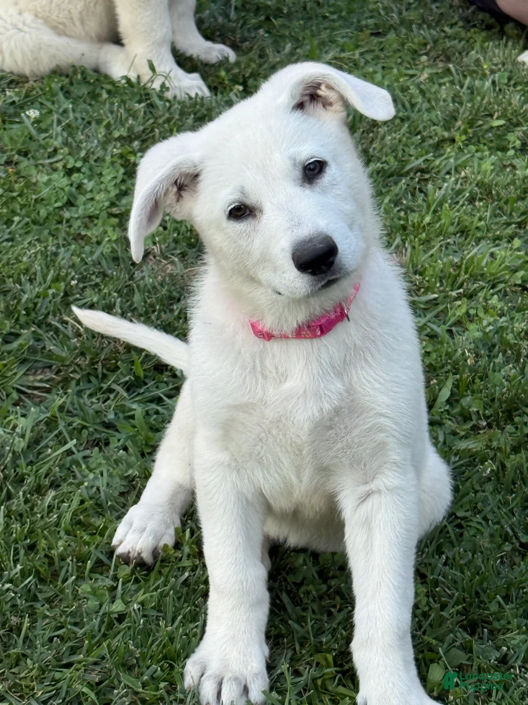 German Shepherd dogs for sale: Pink - Ad 2