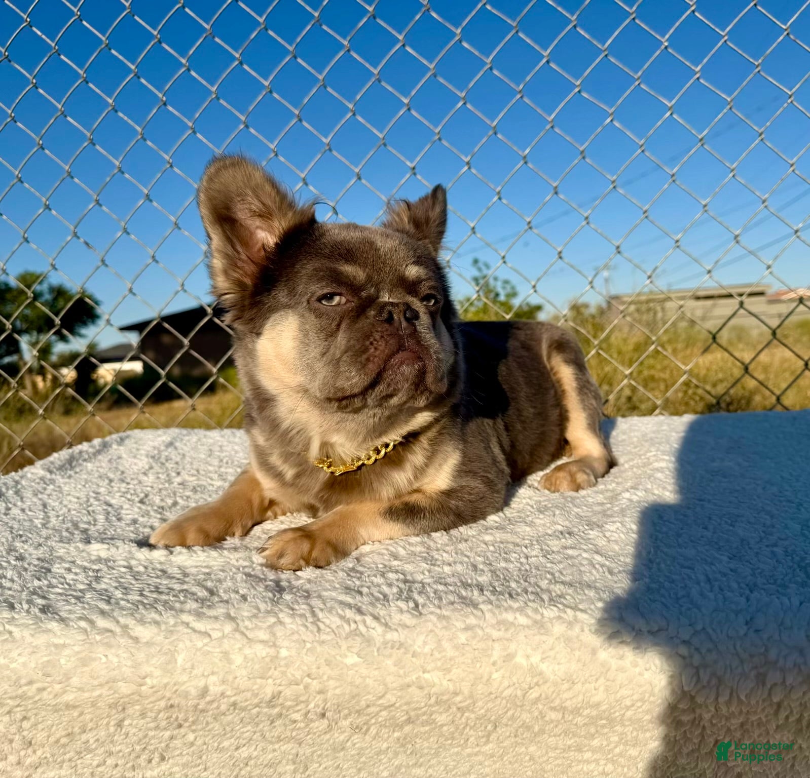 French Bulldog dogs Rocky-Rare Lilac Tan Fluffy in LA, CA-USA DELIVERY & FINANCING OPTIONS AVAILABLE! - Ad 2