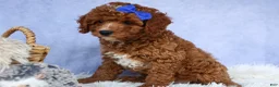 Cavapoo dogs for sale: TOBY - Ad 10