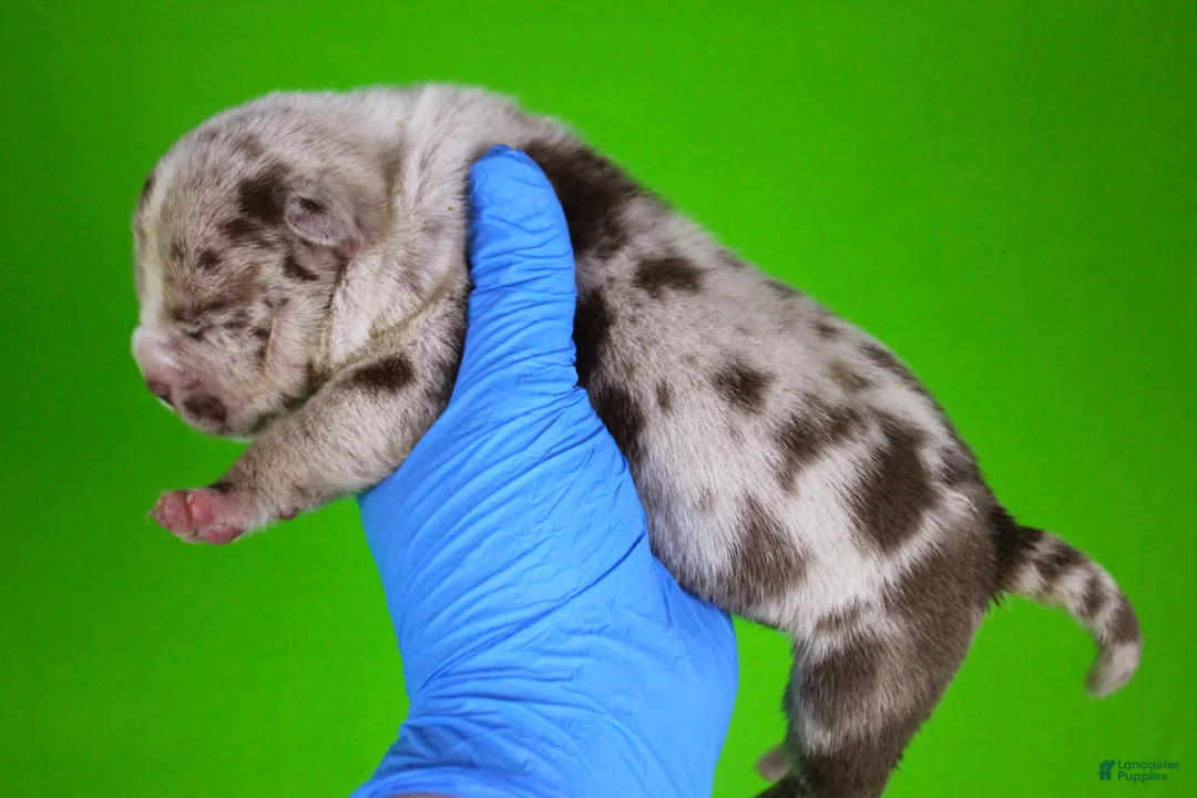 American Bully dogs for sale: Chocolate Merle Female - Ad 20