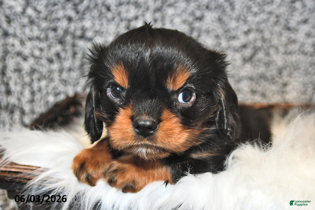 Cavalier King Charles Spaniel dogs for sale: Fynn - Ad 1