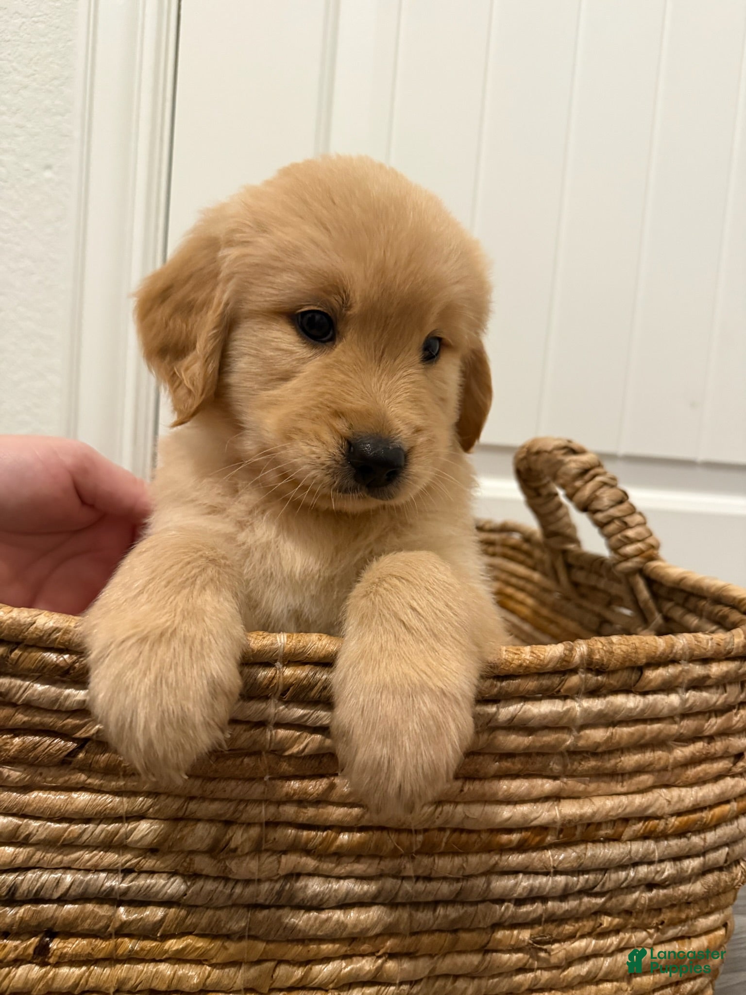 Golden Retriever dogs Black - Ad 4