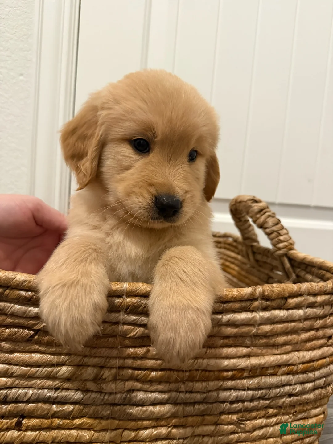 Golden Retriever dogs for sale: Black - Ad 1
