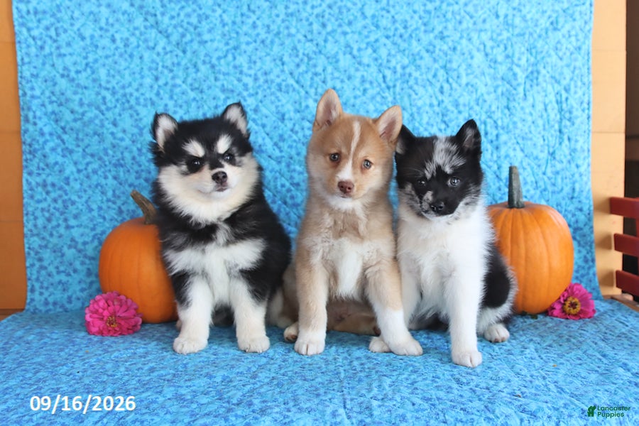 Pomsky dogs Wren - Ad 2