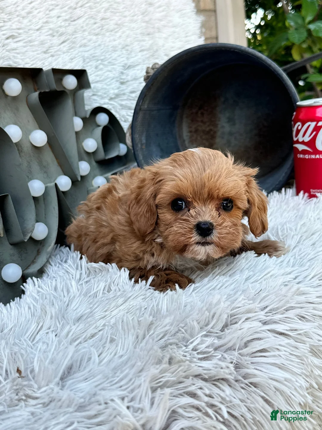 Cavapoo dogs for sale: Ava - Ad 17