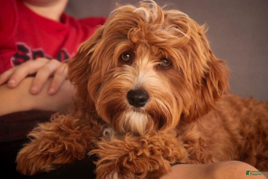 Cavapoo dogs Herbie - Ad 2