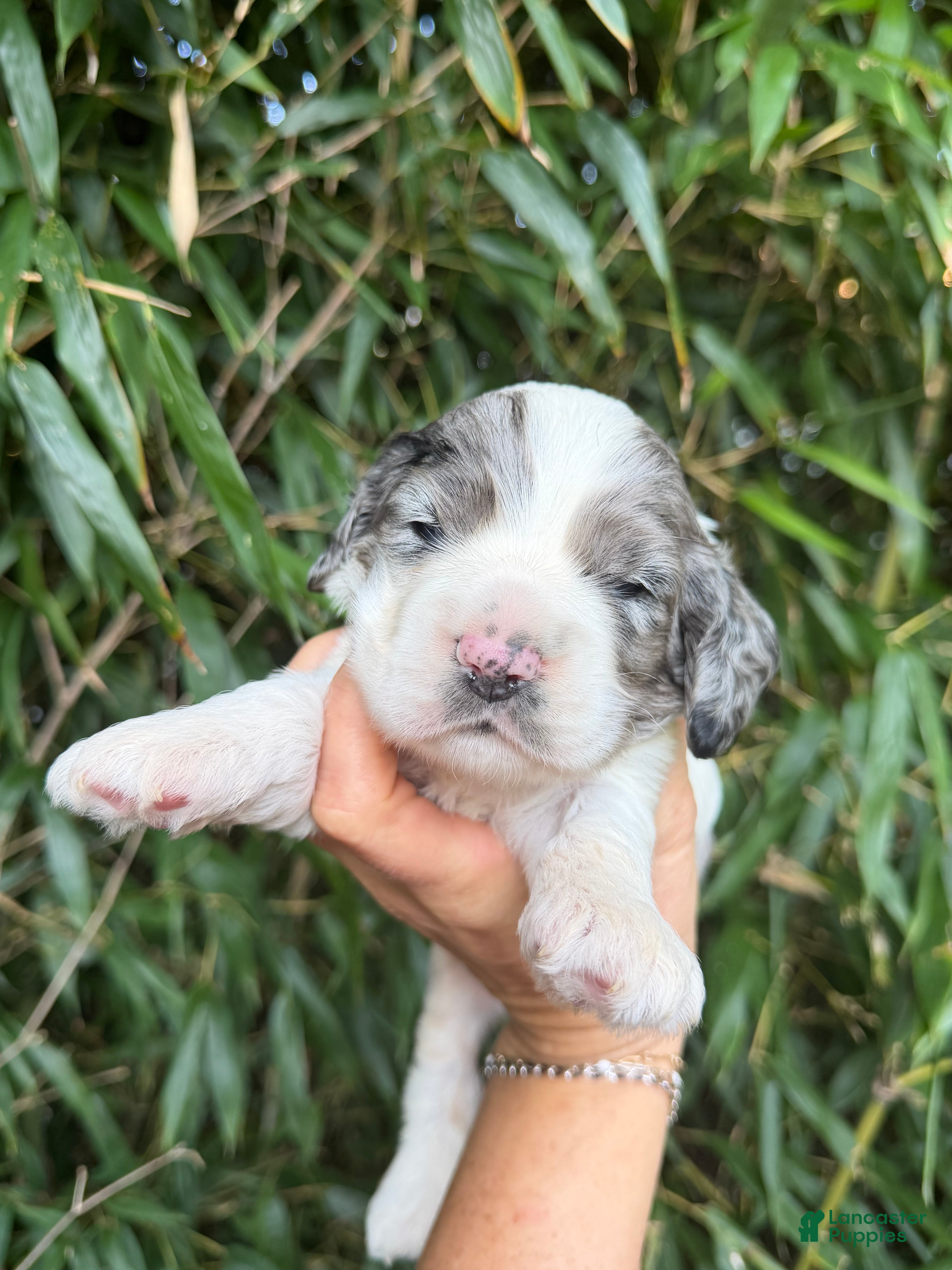 Cocker Spaniel dogs Cocker Spaniel 1 - Ad 10