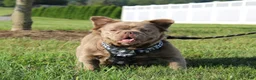 French Bulldog dogs for sale: Bella - Ad 5