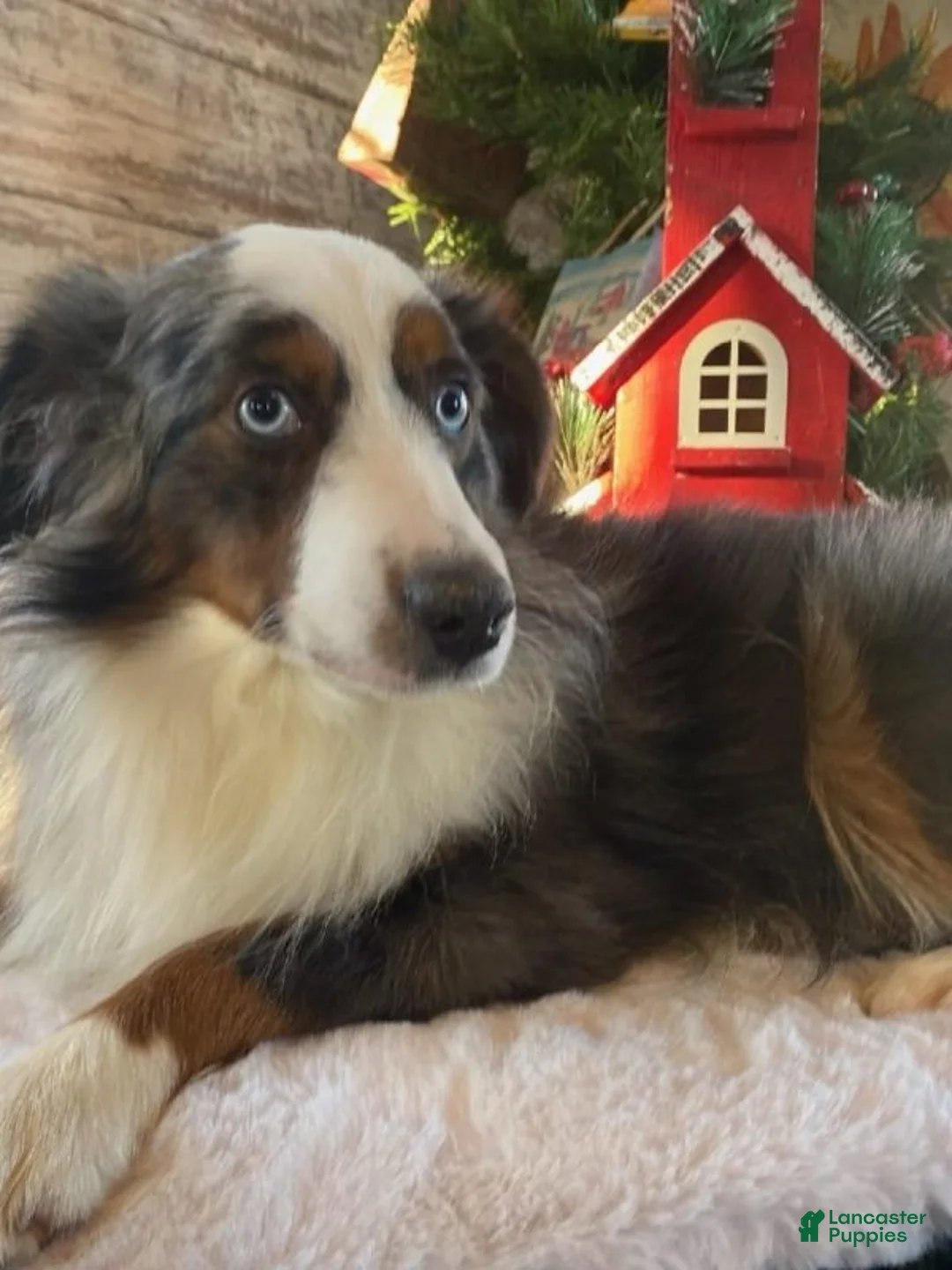 Miniature Australian Shepherd dogs for sale: Macy  - Ad 9