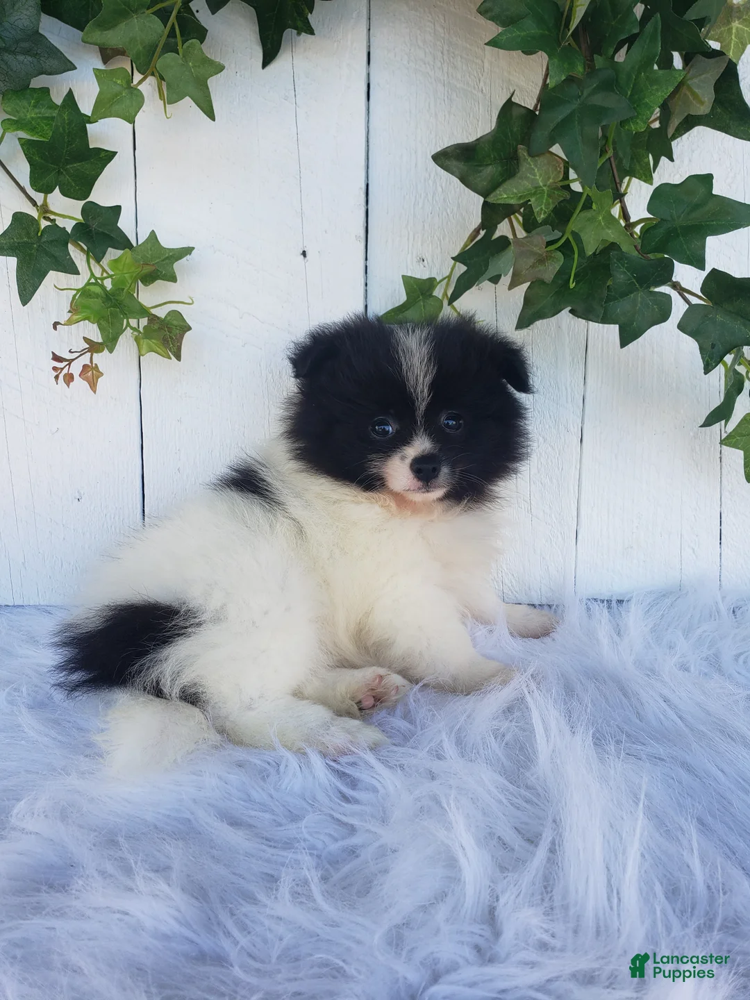 Pomeranian dogs for sale: Mia  - Ad 2