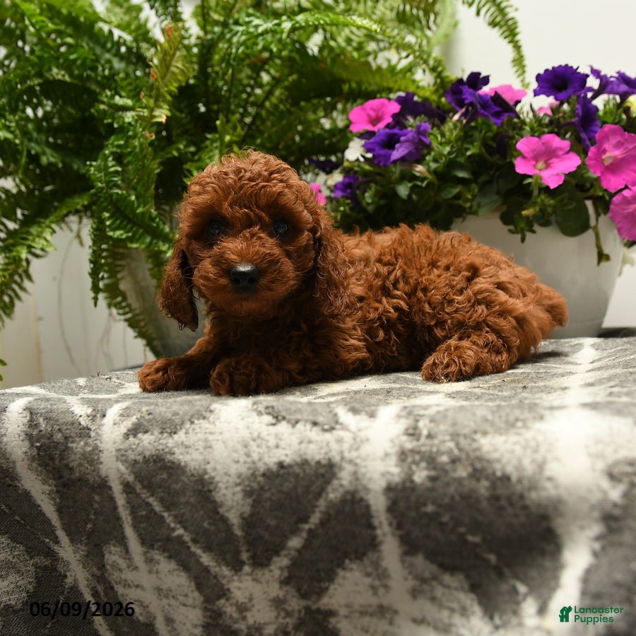 Toy Poodle dogs Harold - Ad 2