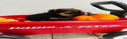 Yorkshire Terrier dogs for sale: Valentino - Ad 8