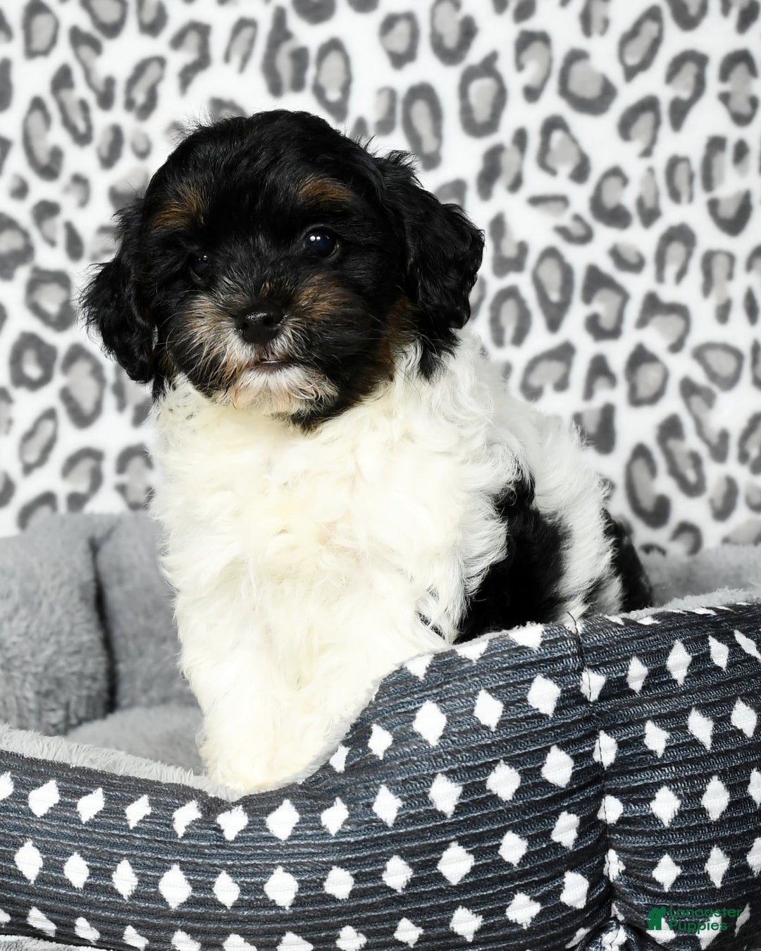 Havapoo dogs for sale: Cooper - Ad 6