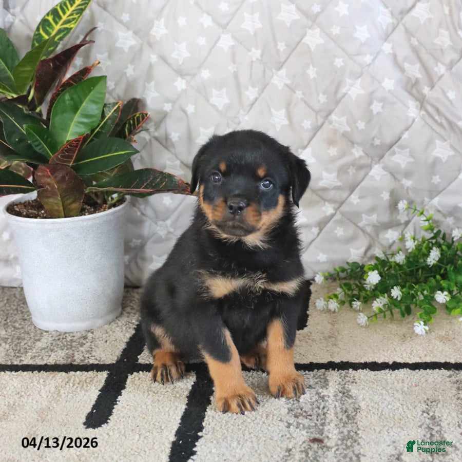 Rottweiler dogs Annabelle - Ad 1